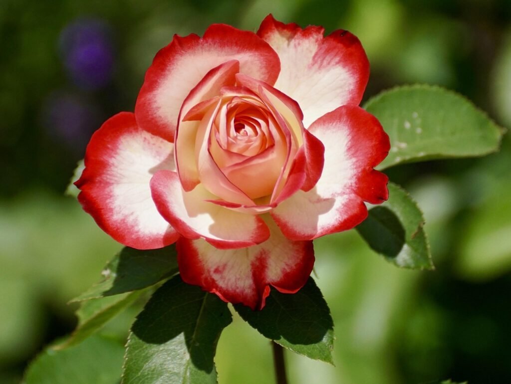 rose, rose flower, bicolored flower, bicolored rose, petals, blossom, bloom, flower, flower wallpaper, flora, floriculture, horticulture, botany, nature, rose petals, plant, flowering plant, beautiful flowers, single rose, single flower, floribunda, flower background, rose bloom, close up