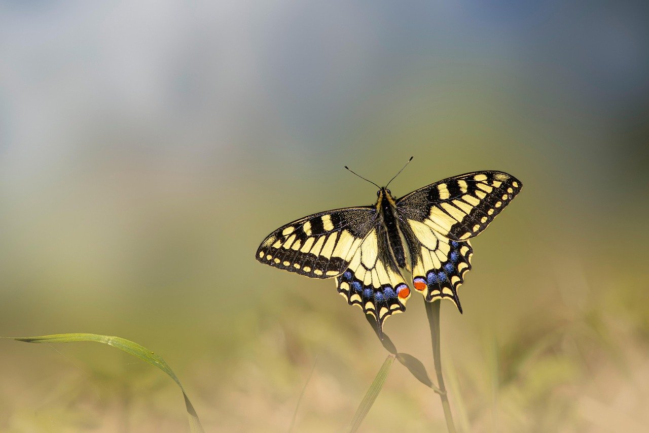butterfly, swallowtail, bug, wildlife, animal, close up, nature, butterfly, butterfly, butterfly, butterfly, butterfly