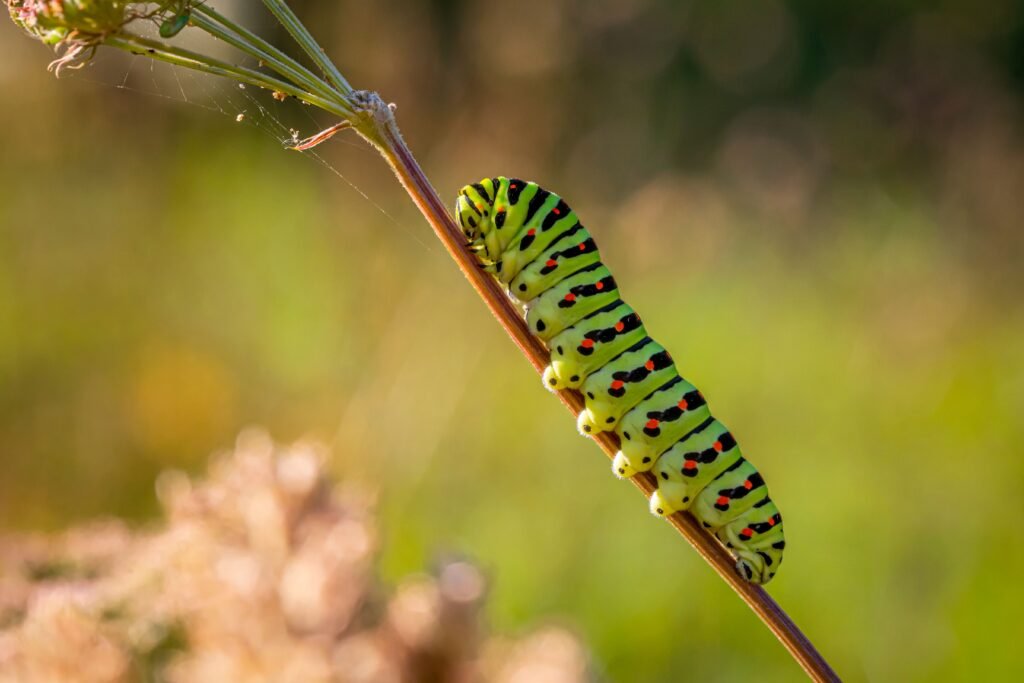 Close-up of a vividly colored caterpillar on a plant stem in natural sunlight.